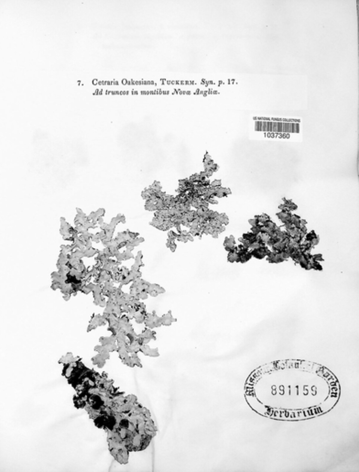 Cetraria oakesiana image